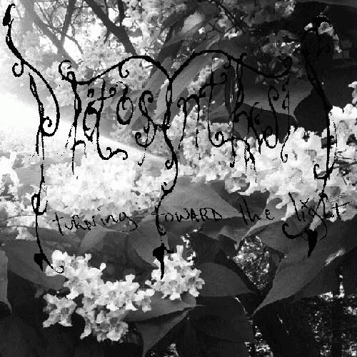 Photosynthesis : Turning Toward the Light